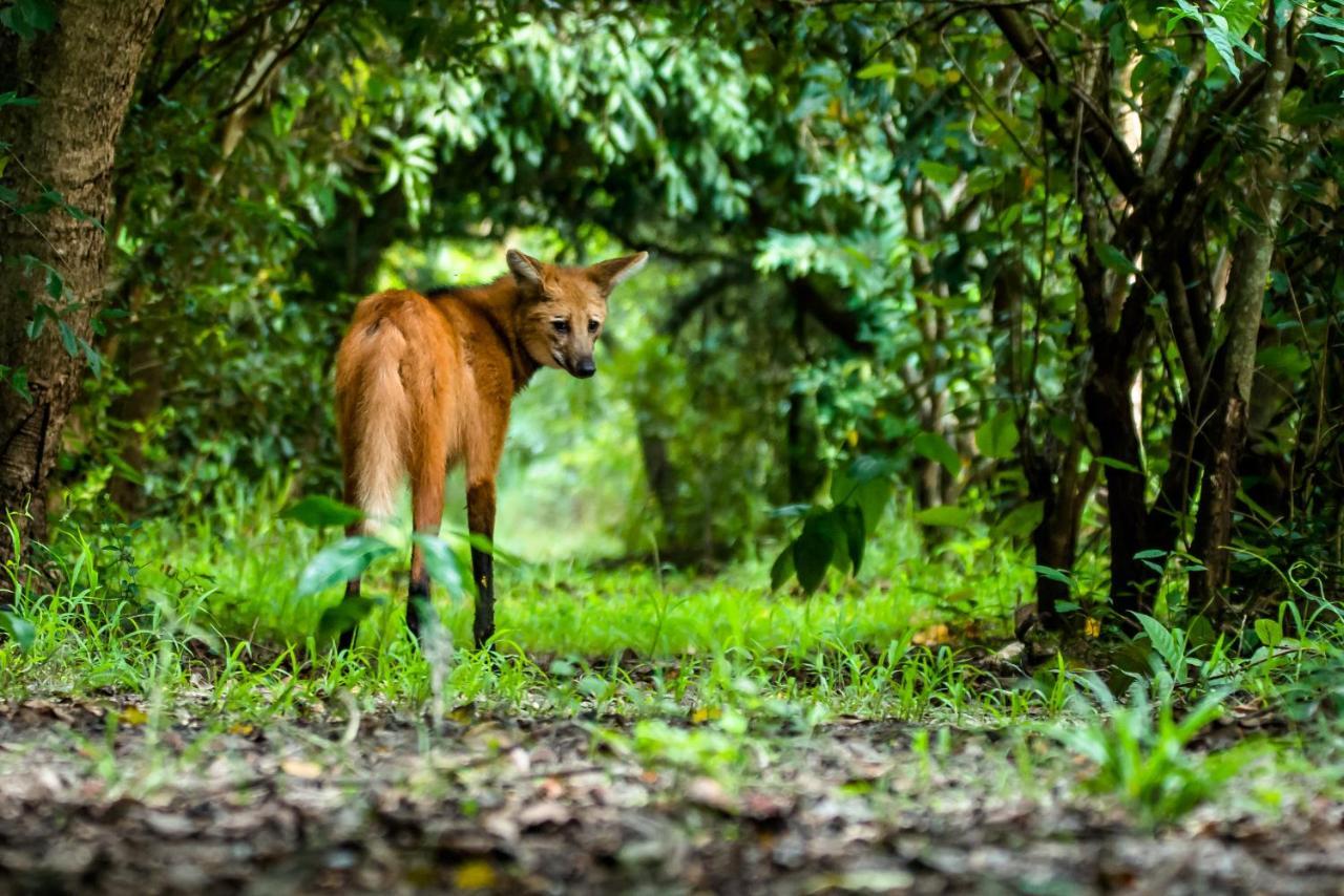 Hotel Recanto Verde Teresina de Goias エクステリア 写真